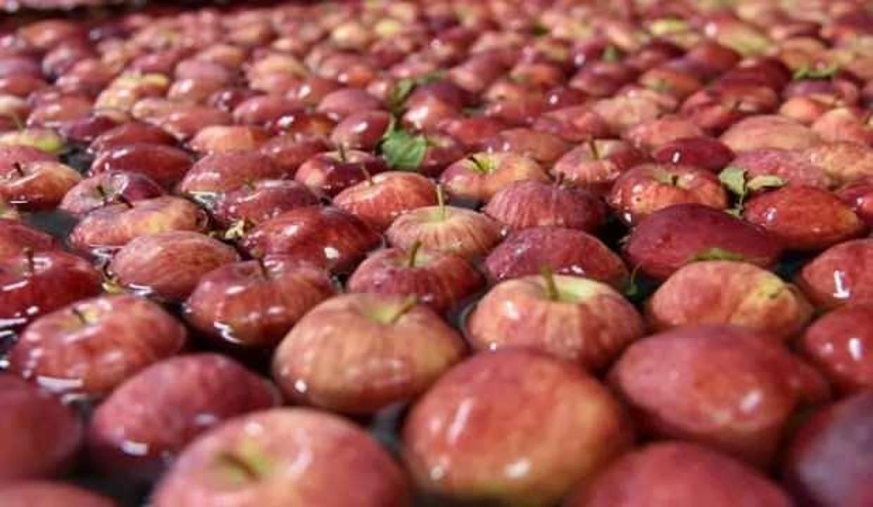 Isparta'da elma rekoltesi yüz güldürdü