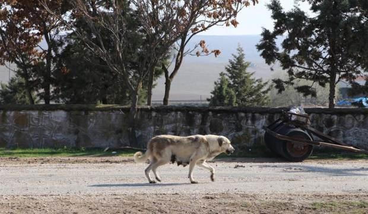 Son Dakika Eskisehir De Alarm 18 Kopek Itlaf Edildi Mahalle Karantinaya Alindi Guncel Haberleri