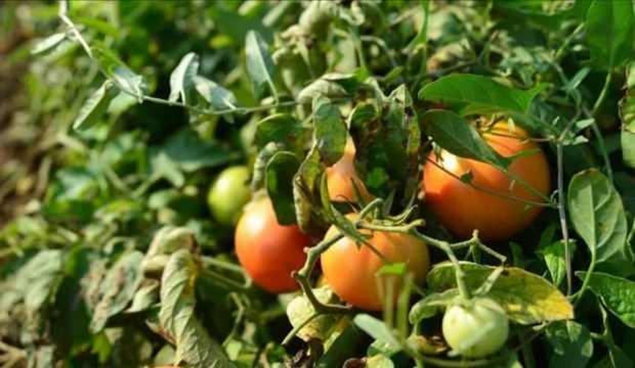 Datça'da güz domatesi hasadı başladı