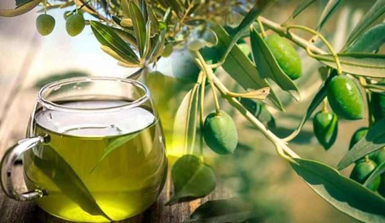 Zeytin yaprağı çayı nasıl demlenir? Zeytin yaprağı çayı faydaları...