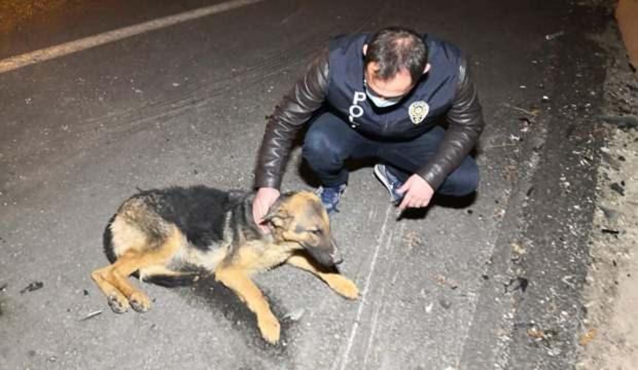 Aksaray'dan polisten yaralı köpeğe şefkat eli