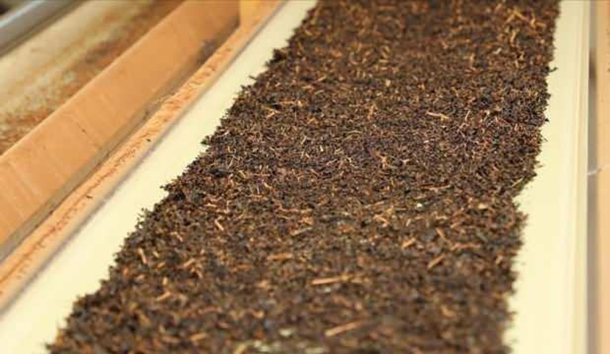 ÇAYKUR Azerbaycan'a kuru çay ihraç edecek
