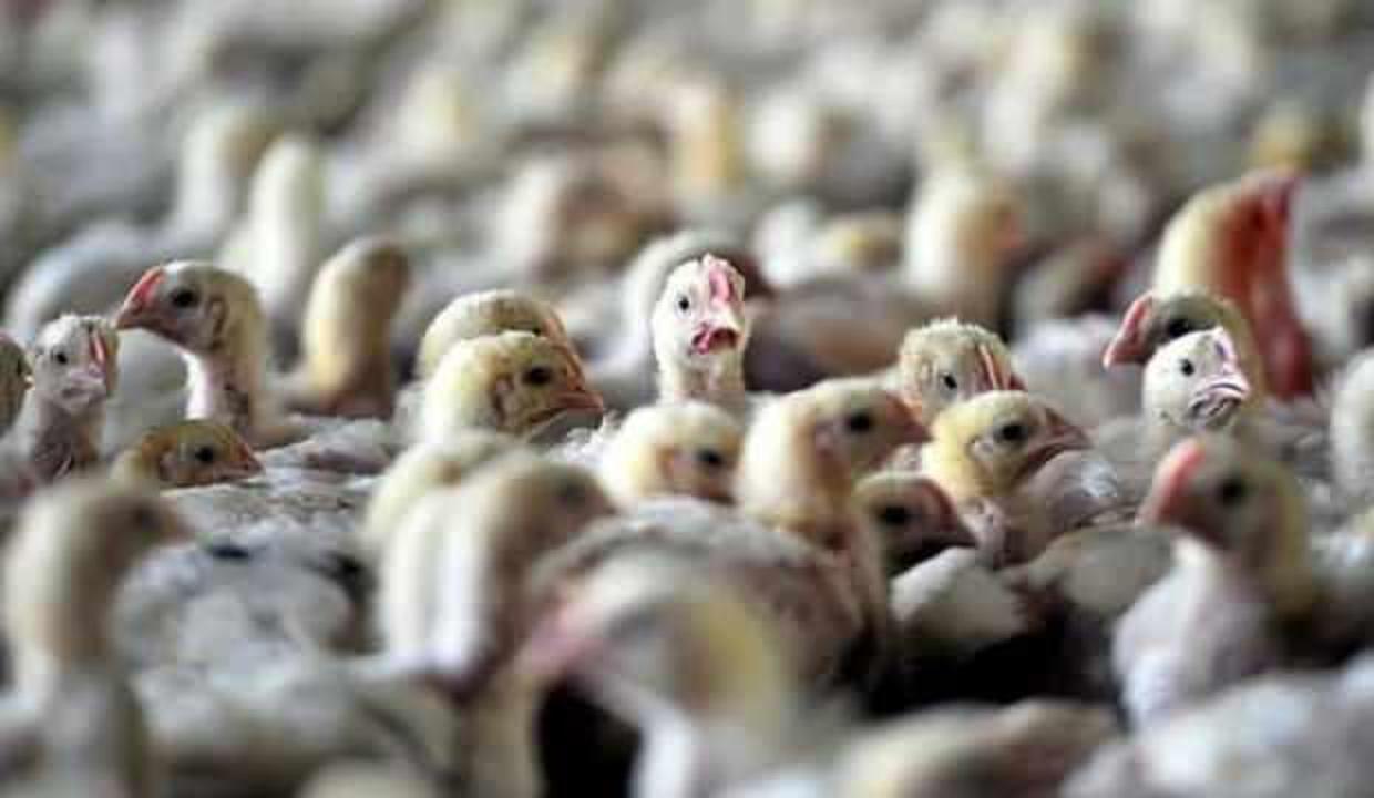 Fransa'da kuş gribi alarmı