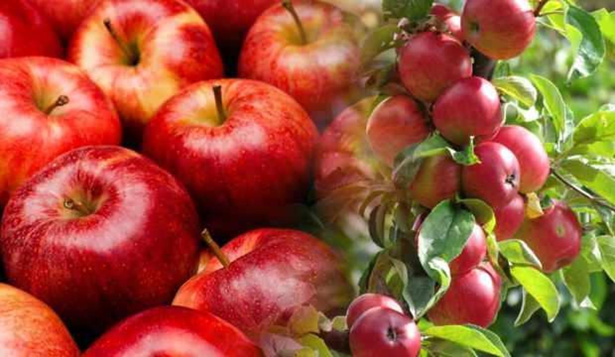 Rüyada elma toplamak ne demektir? Rüyada kırmızı elma görmek hayırlı mıdır?