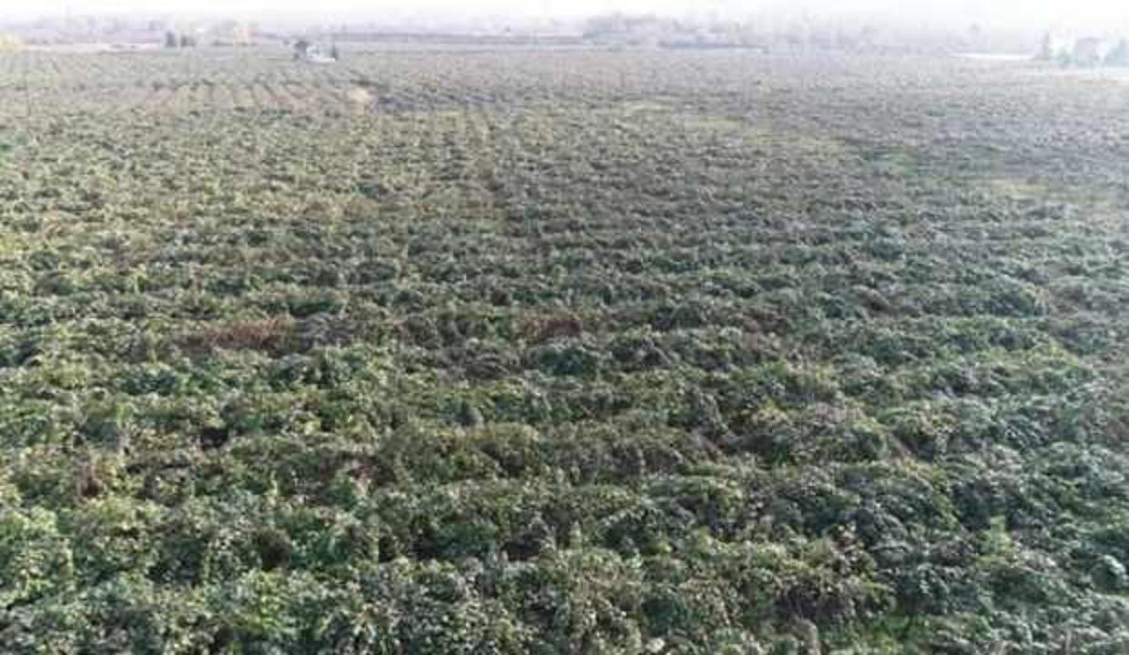Yer Samsun! İngiltere ve Rusya'nın gözü burada