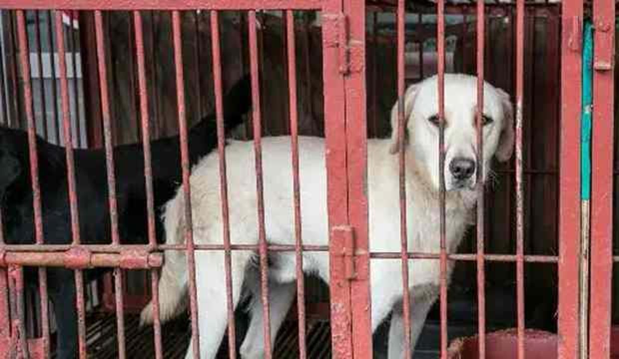 Yılda 1,5 milyon köpek yeniyor... Hükümet yasaklamak için harekete geçti!