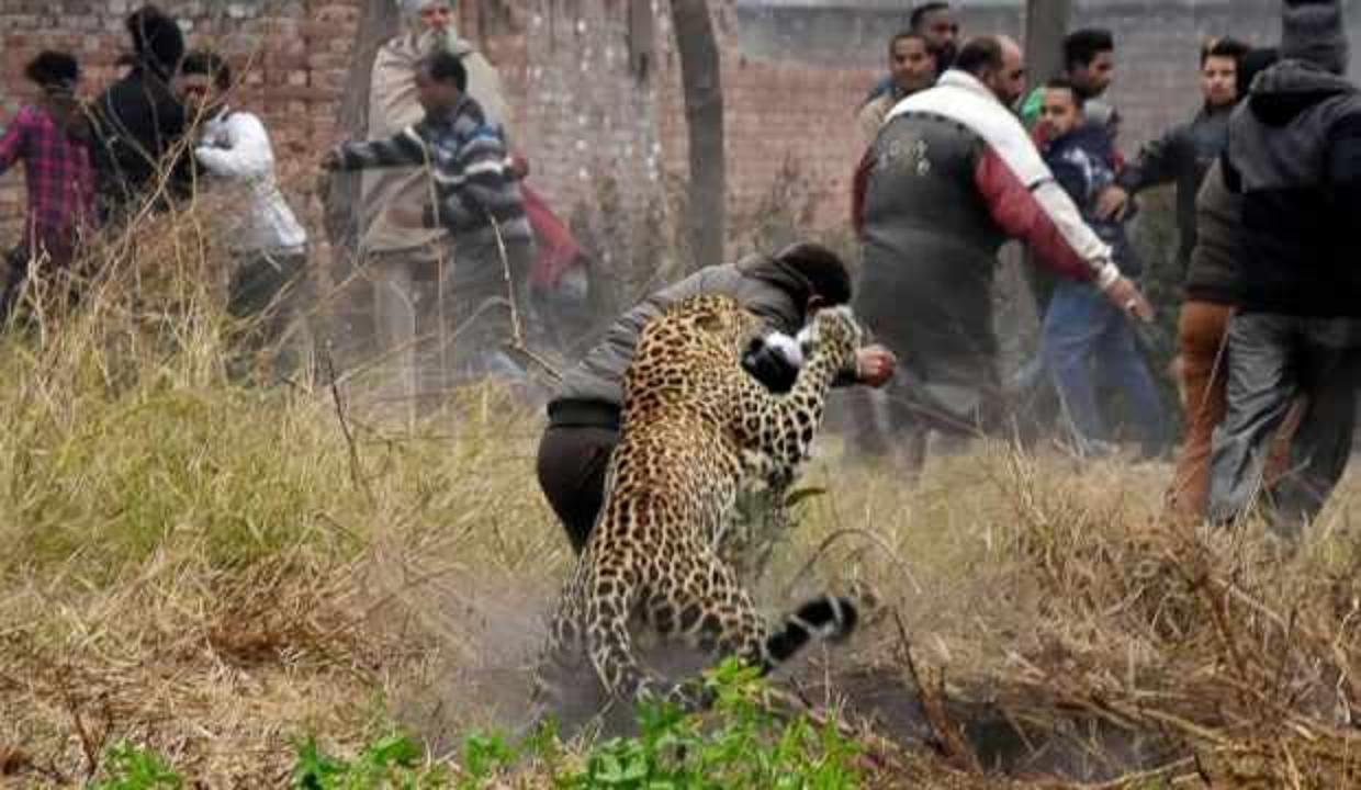 Hindistan'da bir anne, oğlunu leoparın pençelerinden kurtardı