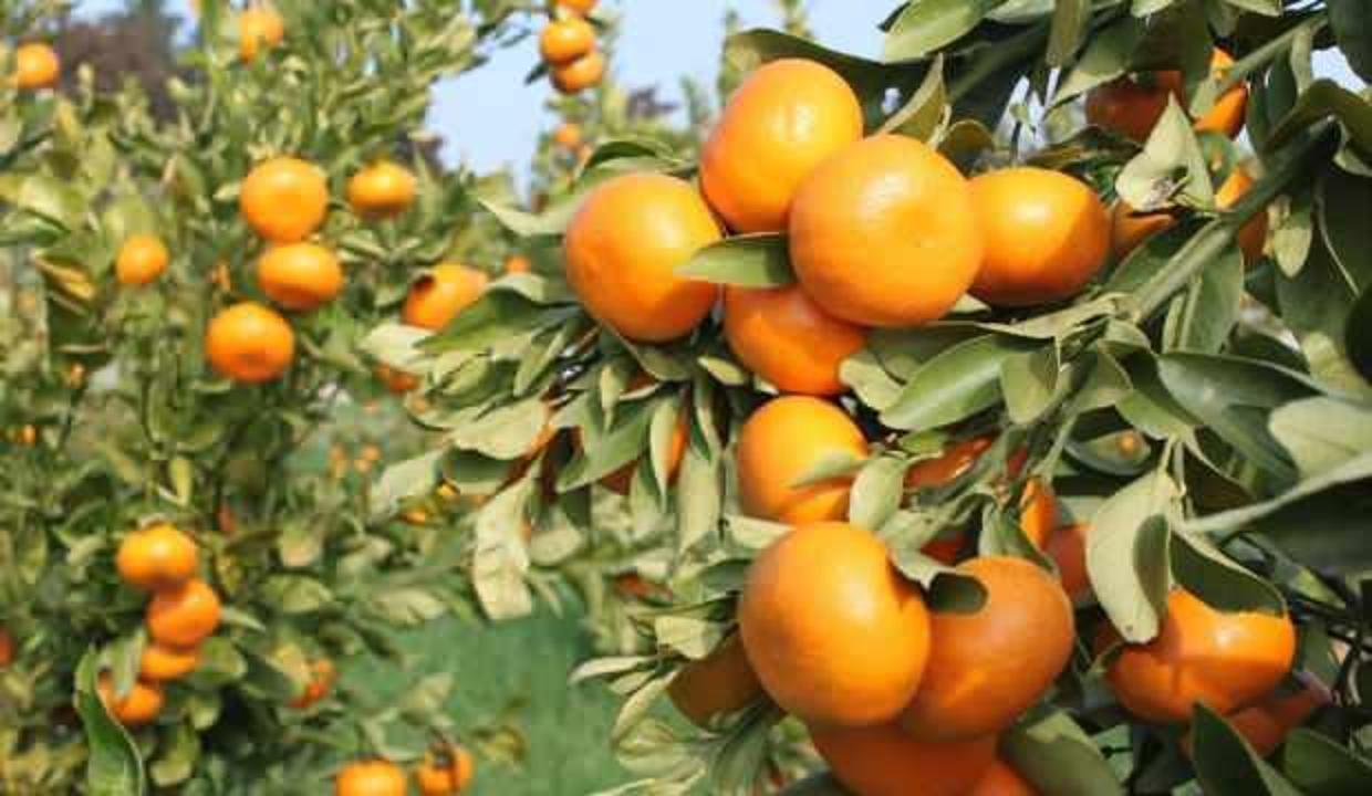 Adana'da 2 yeni yerli ve milli mandarin çeşidi geliştirildi
