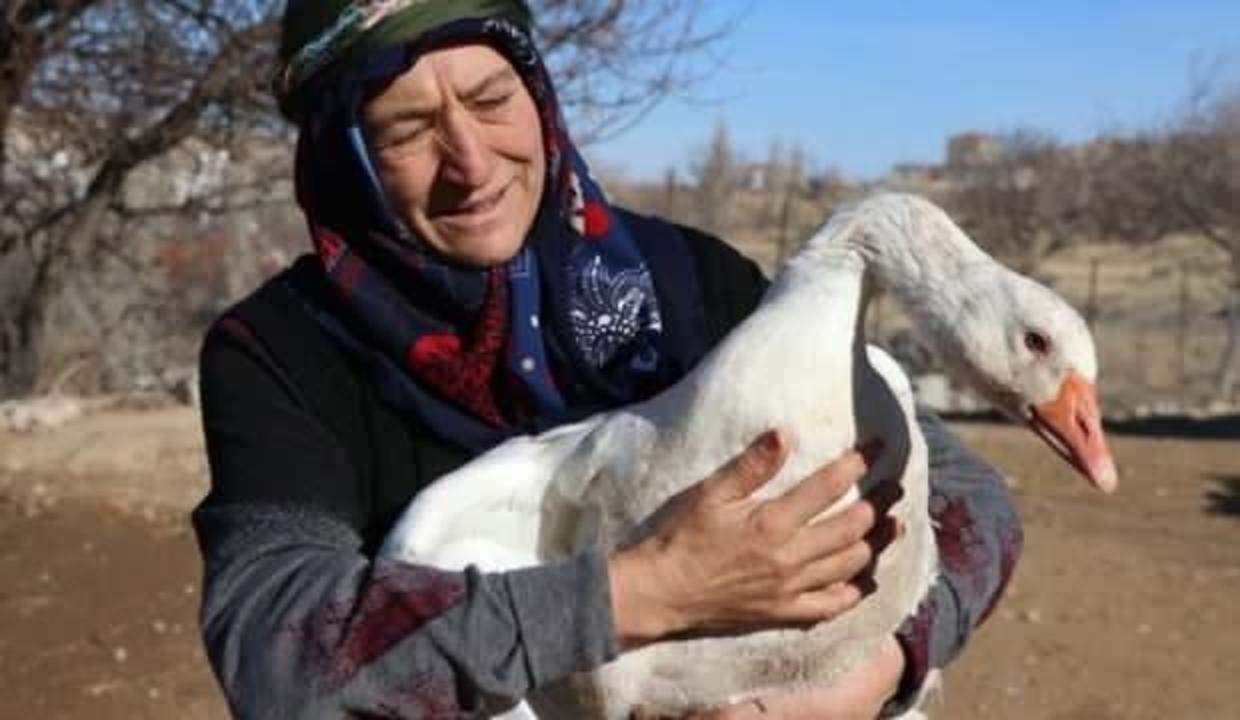 Oğlunun aldığı 5 kaz geçim kaynağı oldu