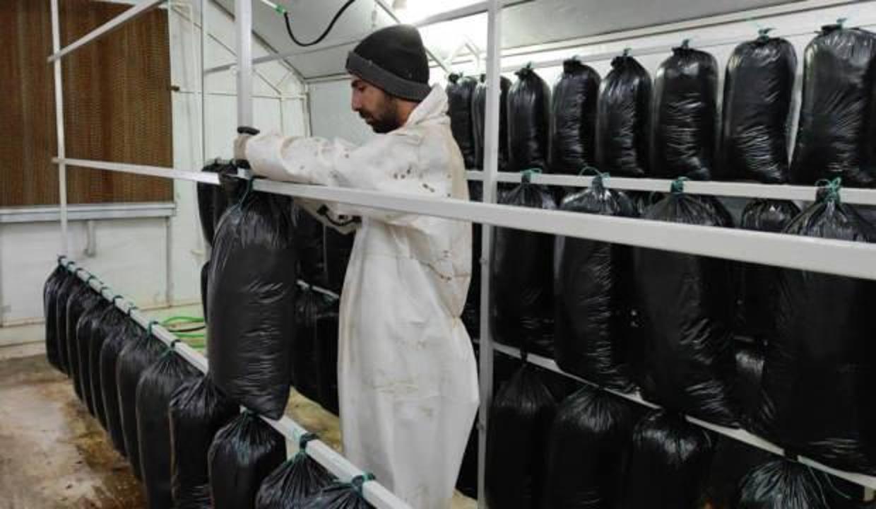 Tadını bilmeden üretti: Yılda 600 bin lira kazandı