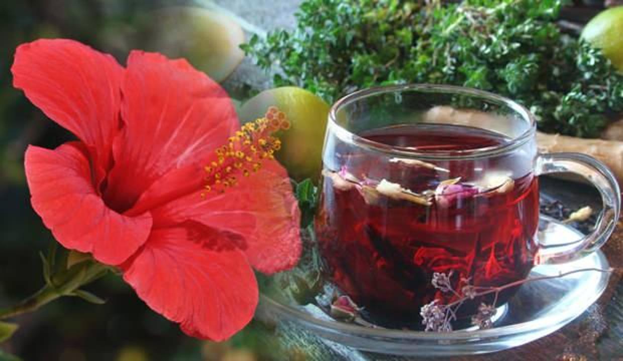Hibiskus çayının akciğere faydaları nelerdir? Hibiskus çayı günde kaç defa içilir?