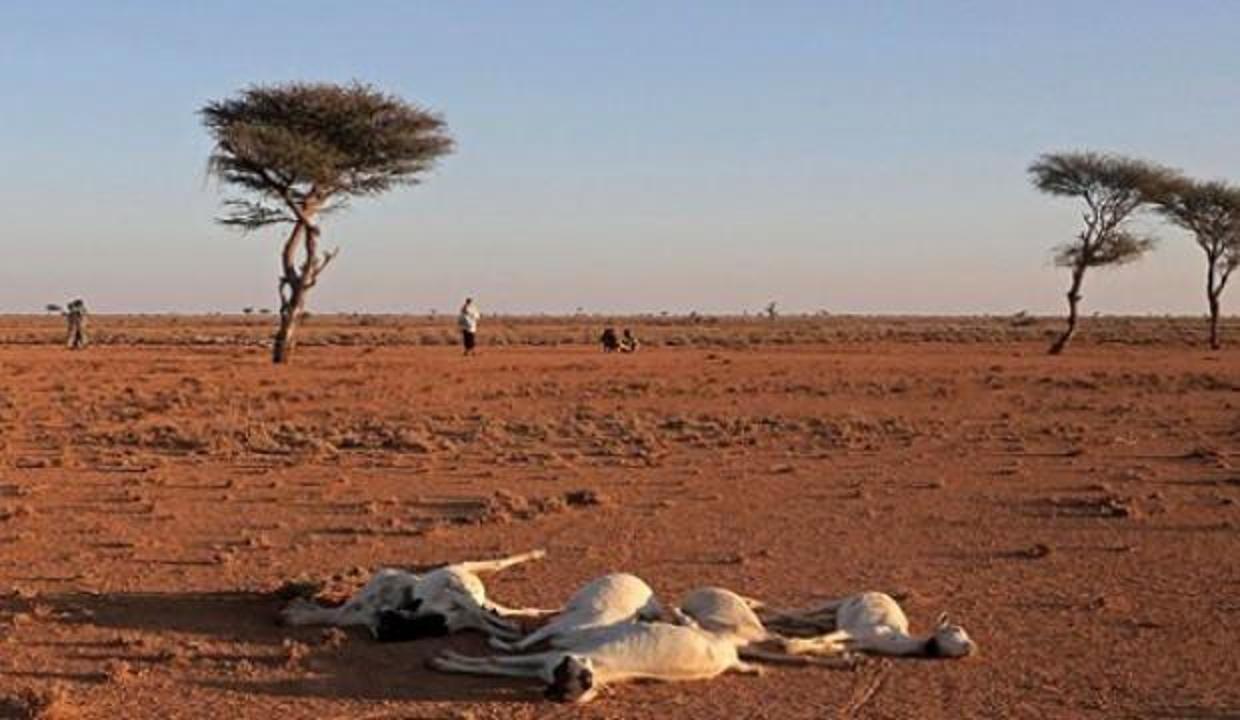 Kuraklık Tanzanya'yı yakıp kavuruyor: On binlerce hayvan telef oldu