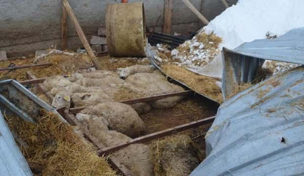 Ağılın çatısı çöktü: 30 koyun öldü