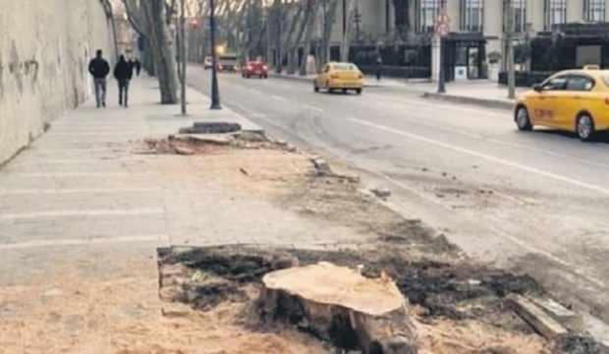 Kesilen çınarlarla ilgili yeni iddia: Yerine daha dayanıksız ithal ağaç dikecekler