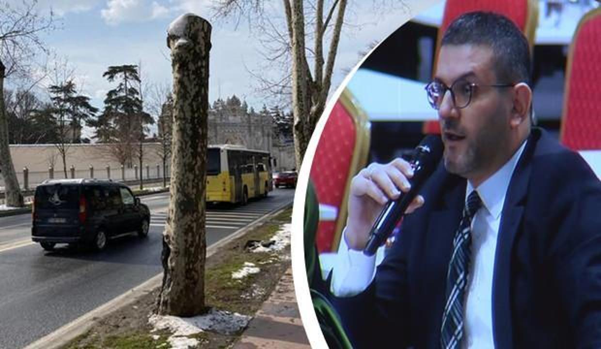İBB Meclis toplantısında Çırağan Caddesi'ndeki "Çınar ağacı" katliamına tepki