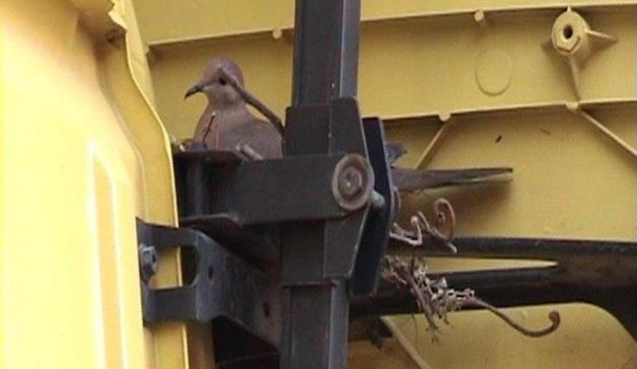 tir ina yuva yapan kus icin oyle bir karar aldi ki neler oluyor hayatta haberleri tir ina yuva yapan kus icin oyle bir karar aldi ki neler oluyor hayatta haberleri