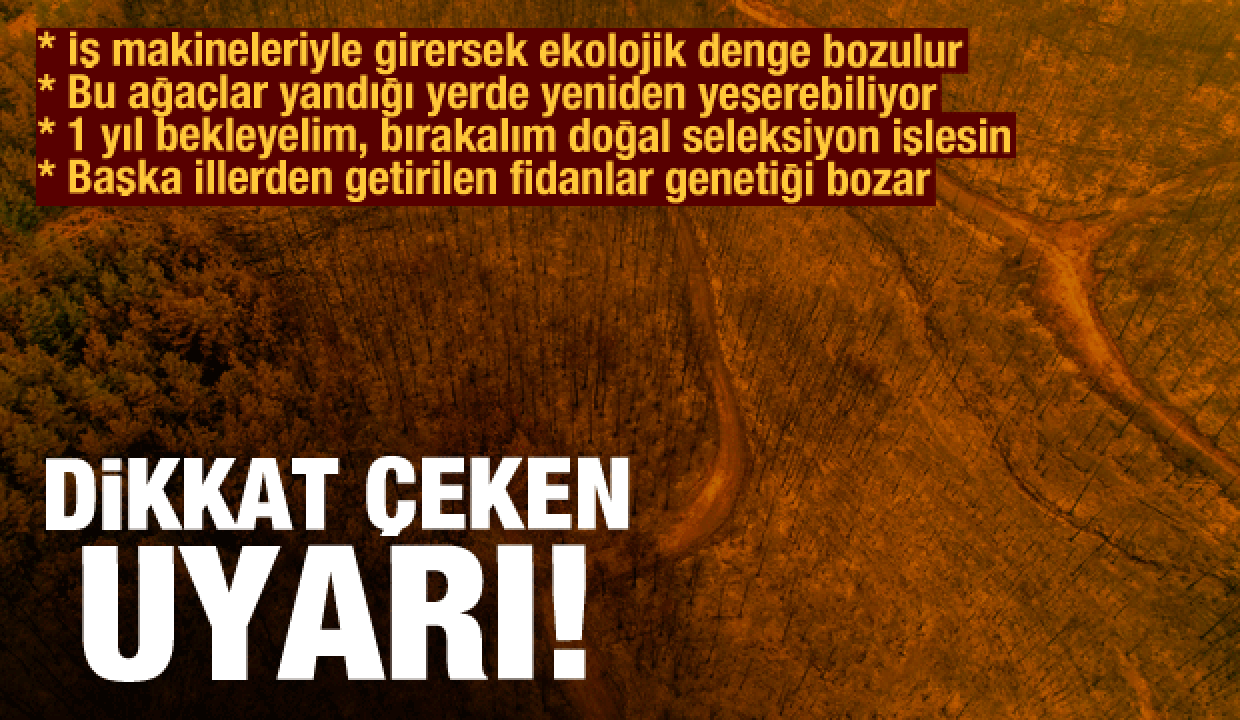 Yanan orman alanlarına dokunursak daha çok zarar veririz