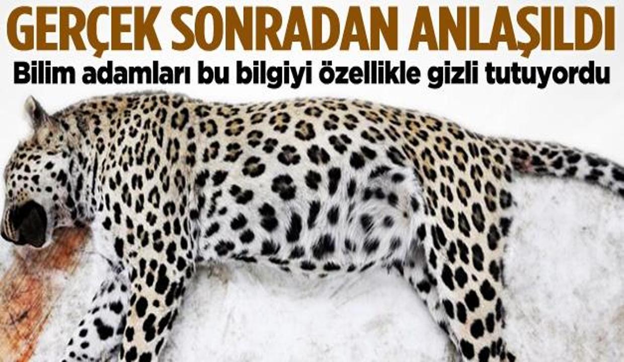 Bilim adamları leopar bilgisini gizli tutuyordu