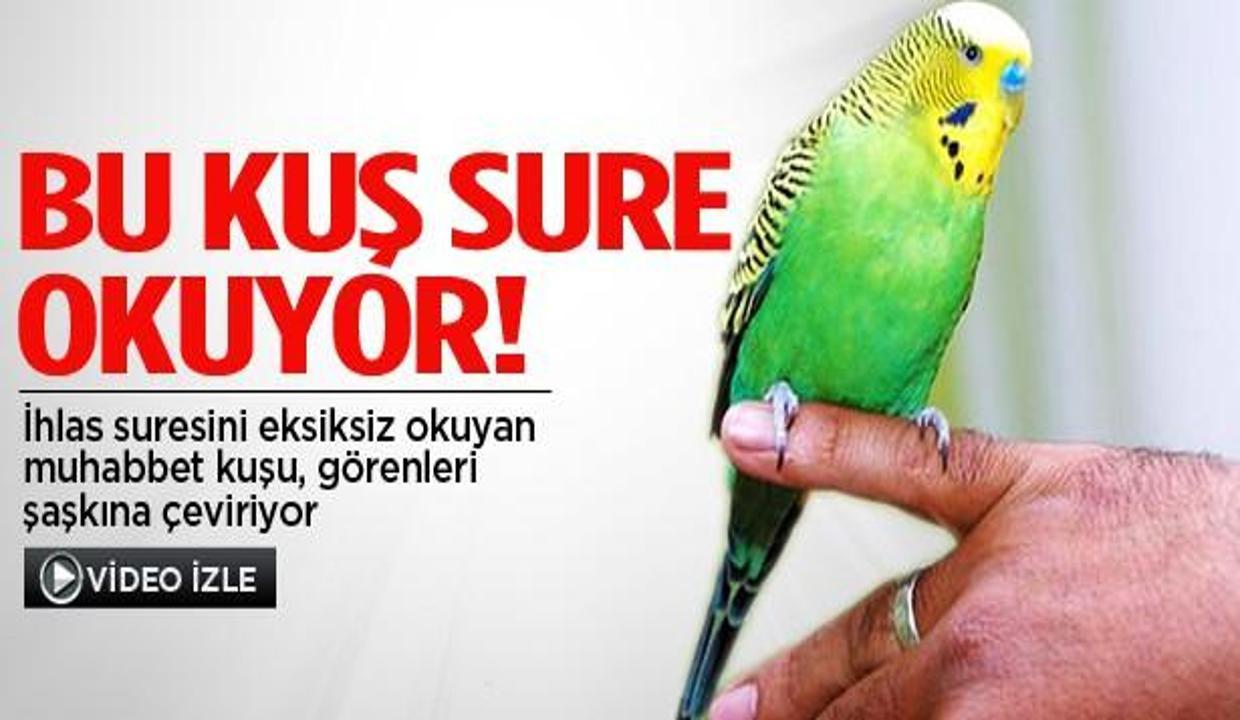 Muhabbet Kusu Ihlas Suresini Eksiksiz Okuyor Neler Oluyor Hayatta Haberleri