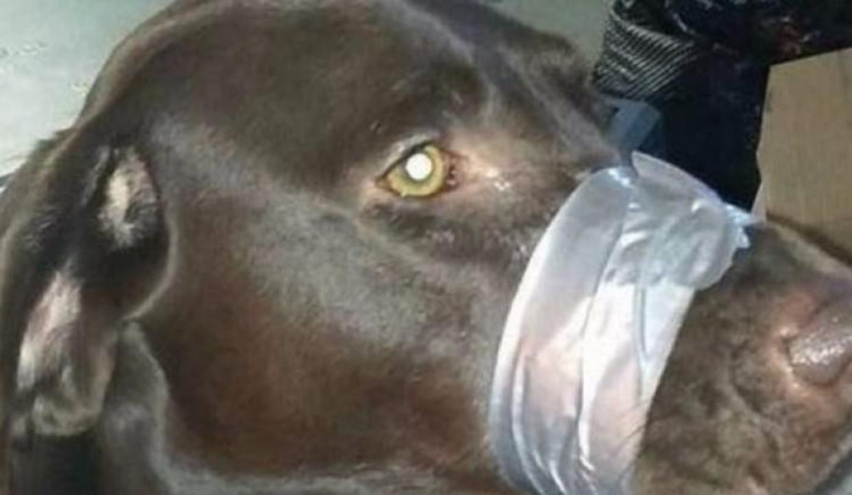 Köpeğinin ağzını bantlayan kadına hapis cezası KADIN Haberleri