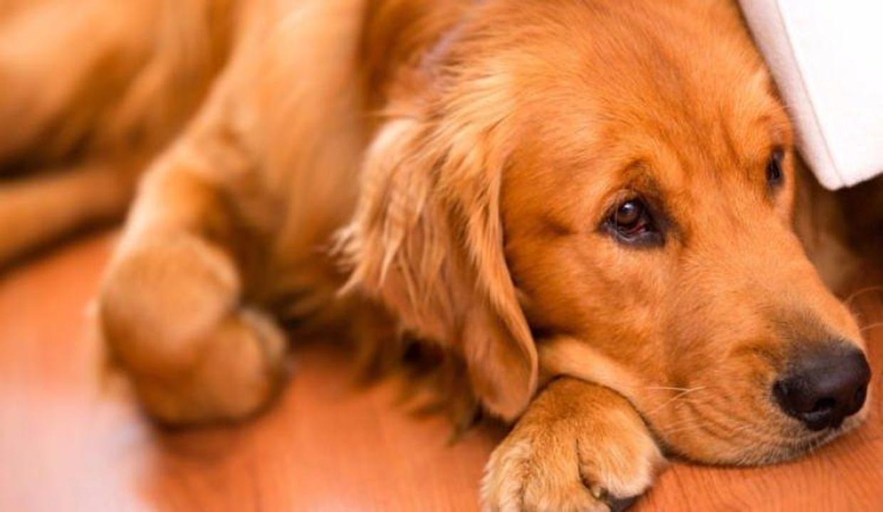 Dikkat! Köpeğiniz kanser olabilir Genel sağlık Haberleri