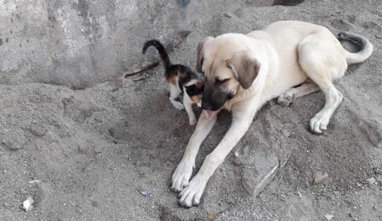 Sahipsiz sokak köpeği kediye annelik yapıyor Hayvanlar alemi Haberleri