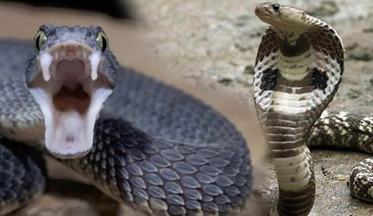 Rüyada yılan görmek kötüye mi yorumlanır? Rüyada yılan görmek neye