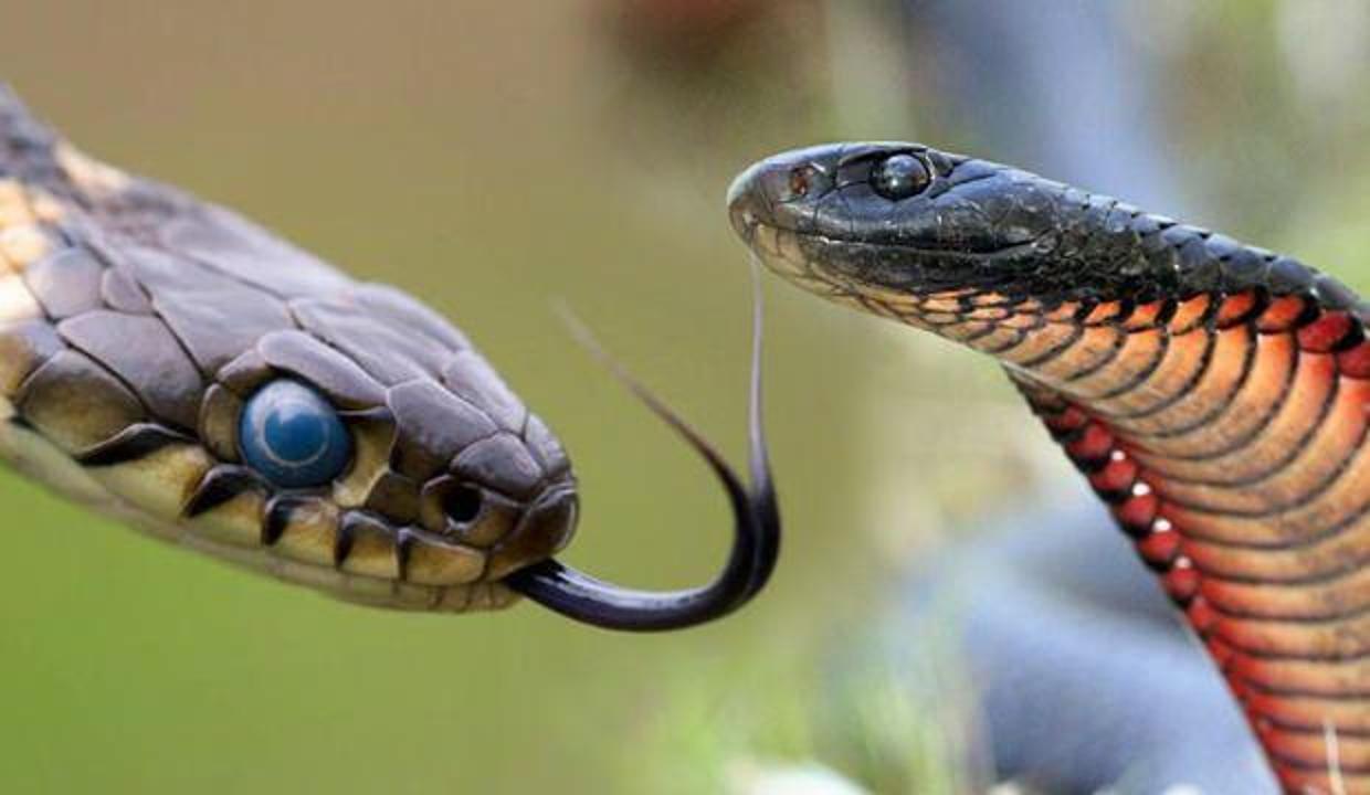 Rüyada yılan öldürmek neye işaret eder? Rüyada yavru yılan görmek ne