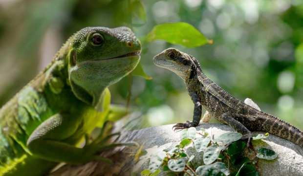 Rüyada kertenkele görmek ne demektir? Rüyada kertenkeleden Rüyada kertenkele görmek ne demektir? Rüyada kertenkeleden