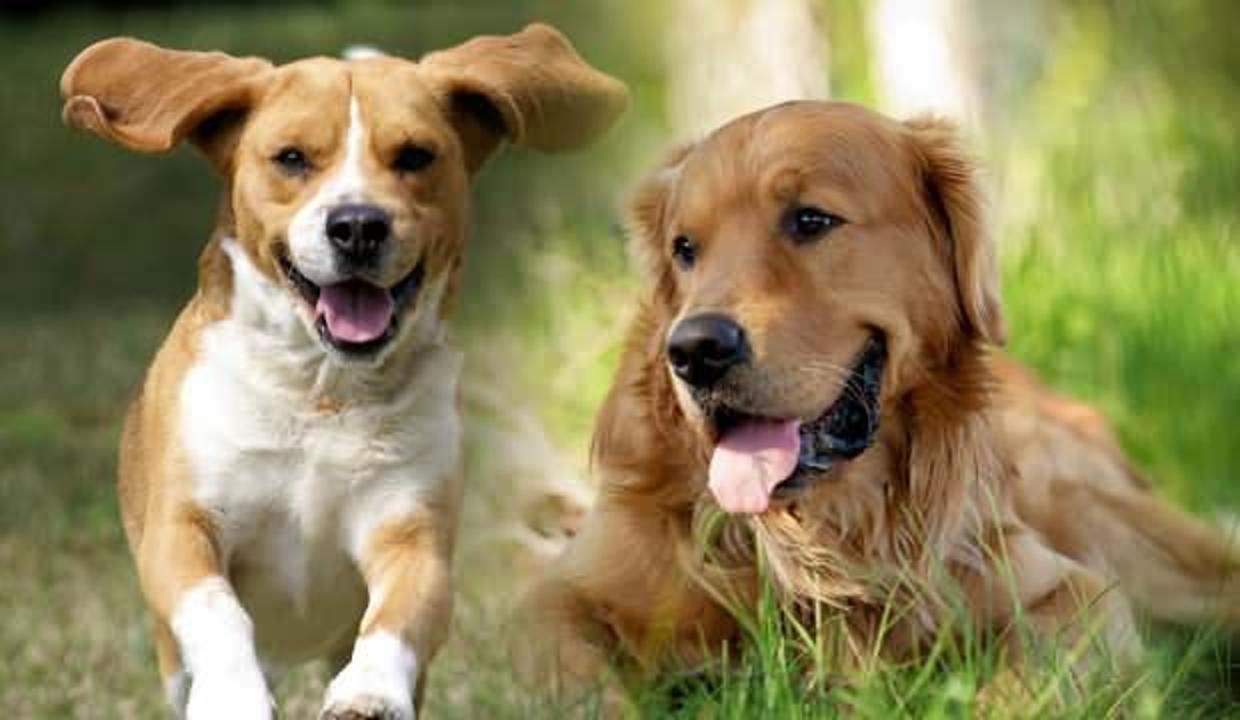 Rüyada köpek görmek ne demek? Rüyada köpek sevdiğini