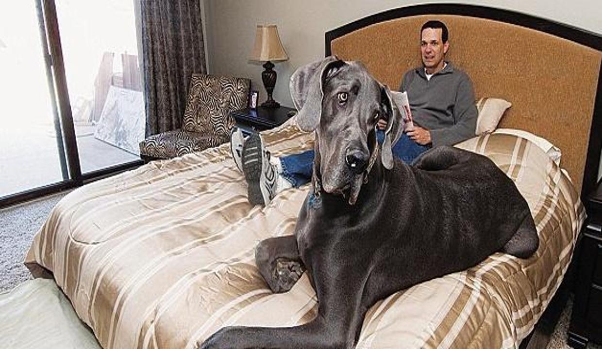 Dünyanın en büyük köpeği öldü Hayvanlar alemi Haberleri