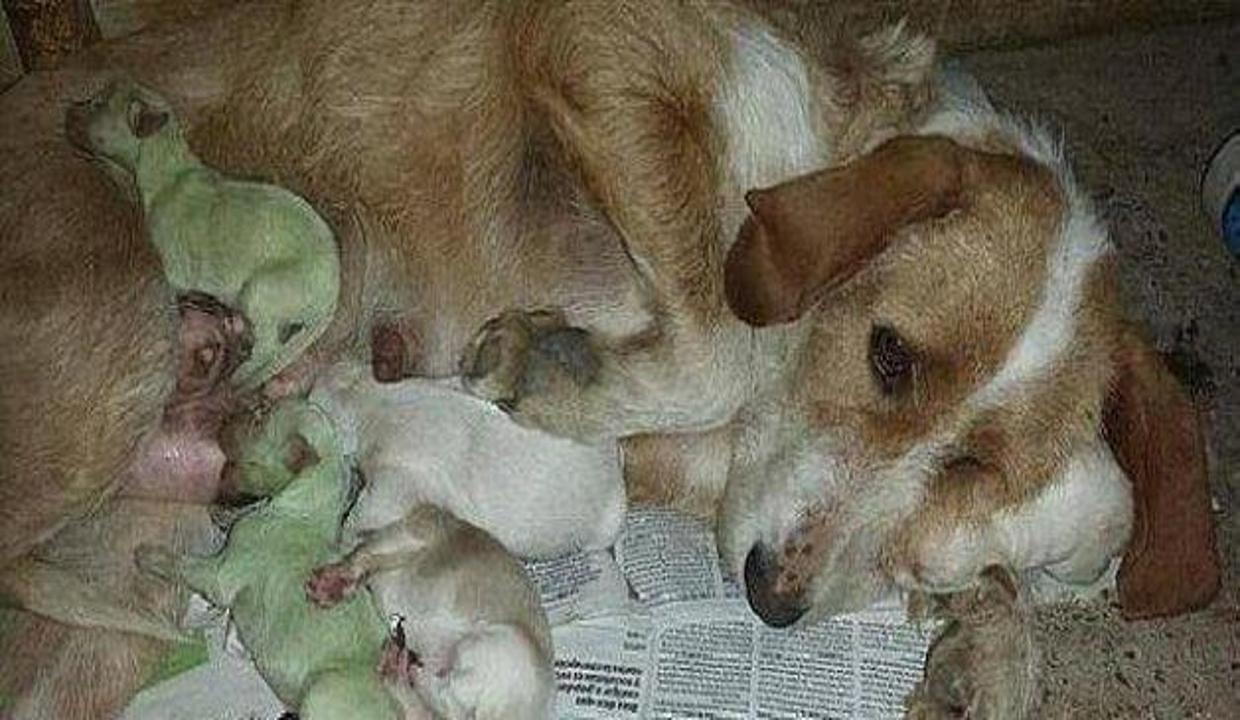 Yeşil doğan köpek yavruları şaşırttı! Hayvanlar alemi Haberleri