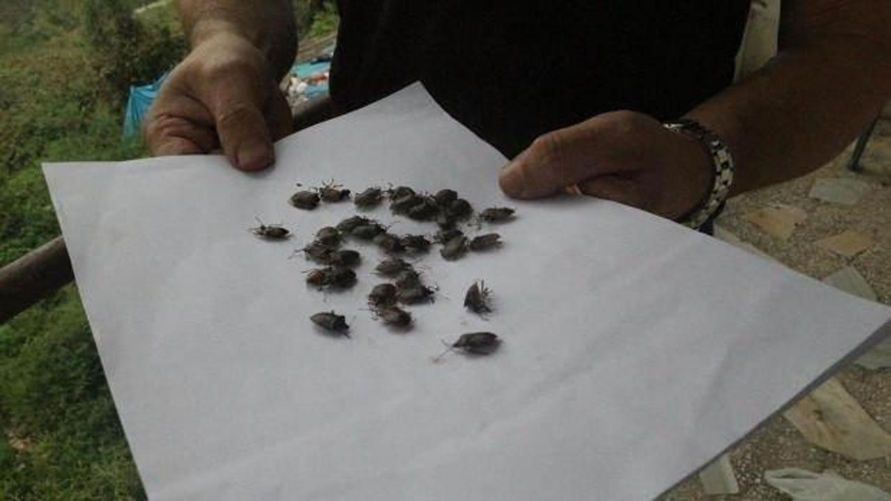 Kokarca alarmı! Vatandaşlar kabusu yaşıyor! Sakın dokunmayın: Bakanlıktan açıklama