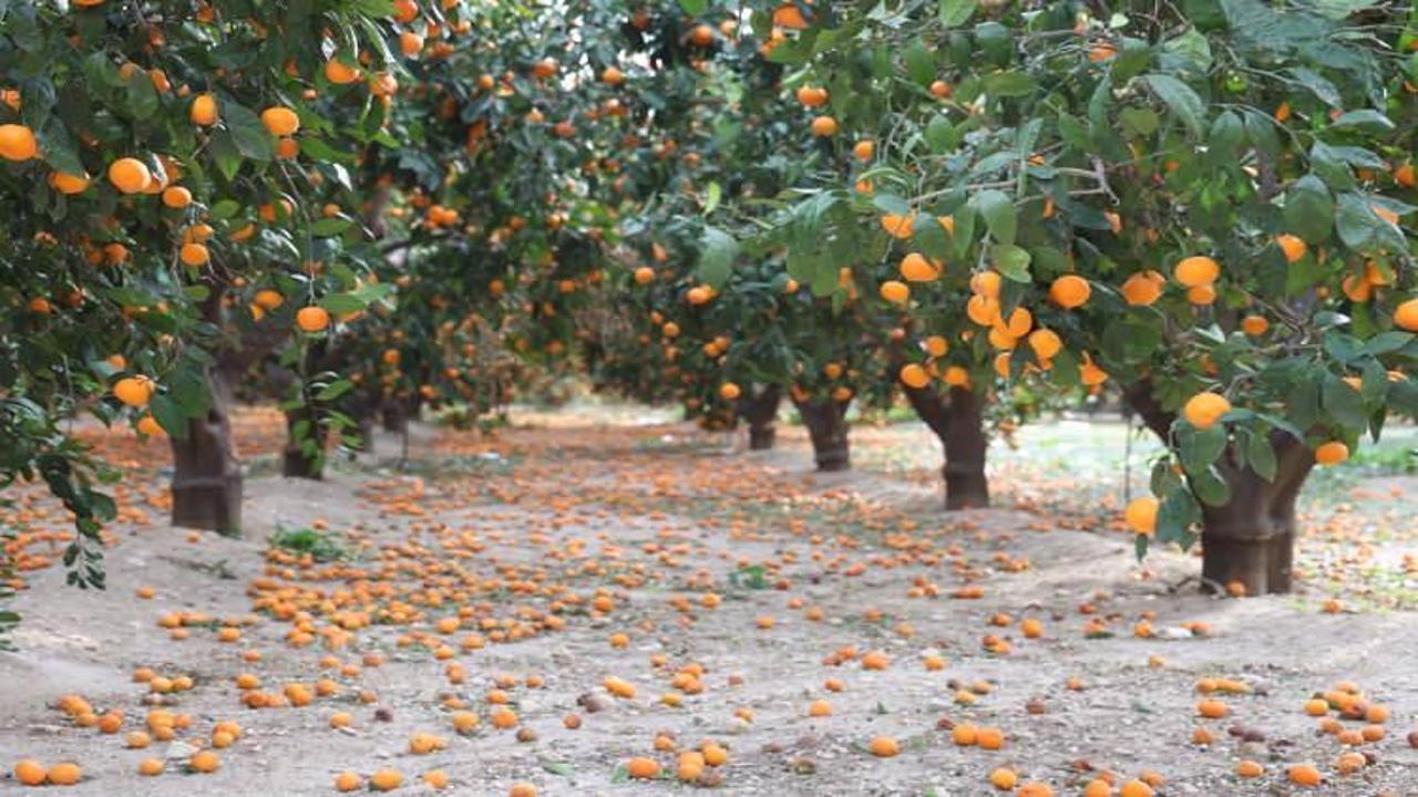 Rekolte bu sene bereketli geldi, çiftçi vatandaşa bedava vermeye razı