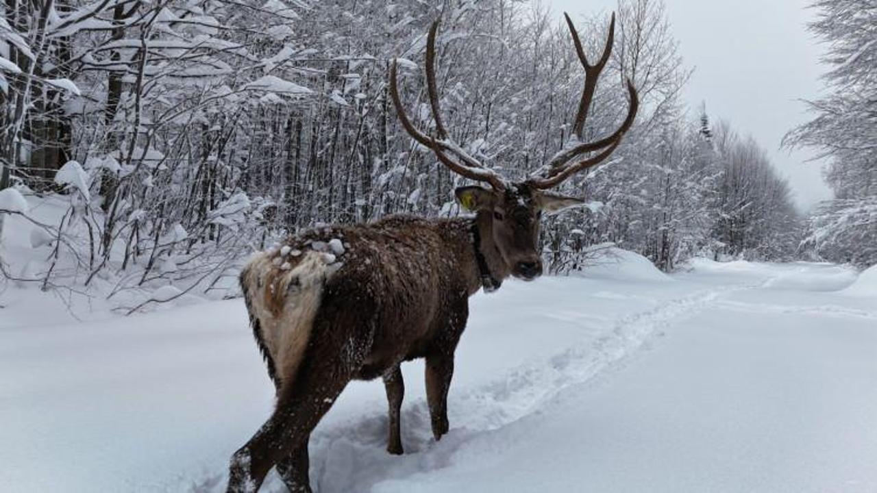 Kocaeli'de kameraya yansıyan kızılgeyik, görüntüsüyle mest etti