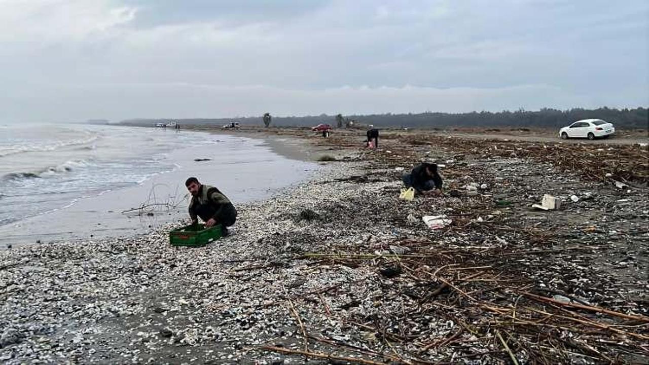 Mersin'de ilginç olay: Duyan duymayana duyurdu! Balıkçılar kıyıya koştu