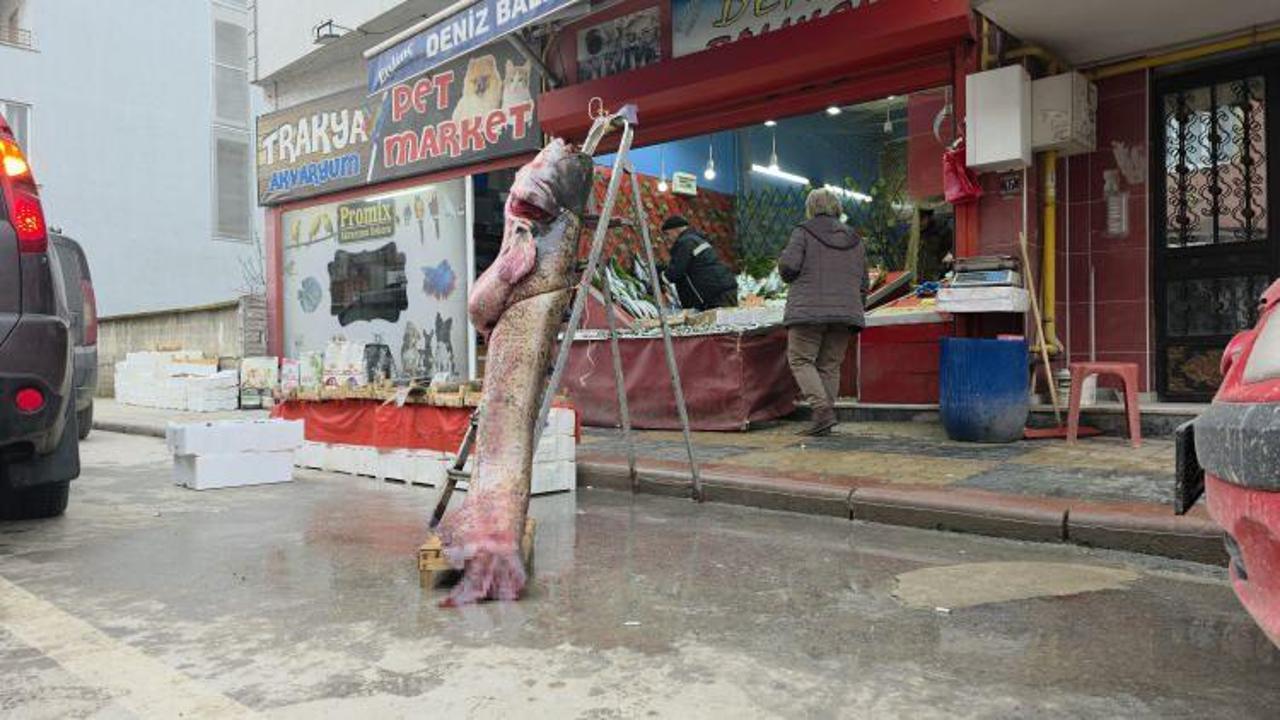 Edirne'de taşkın dev balığı kıyıya attı: Tam 102 kilogram