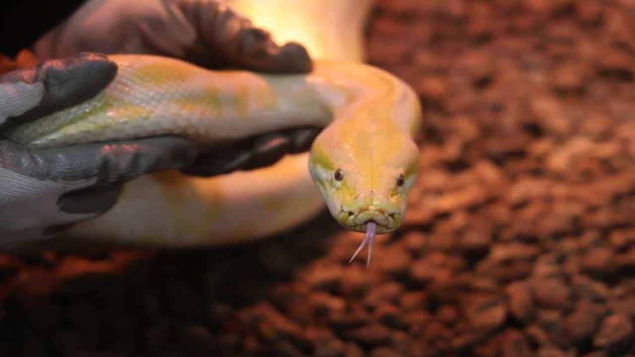 Dev piton Konya'da korumaya alındı! Dünyanın en büyük yılanları arasında