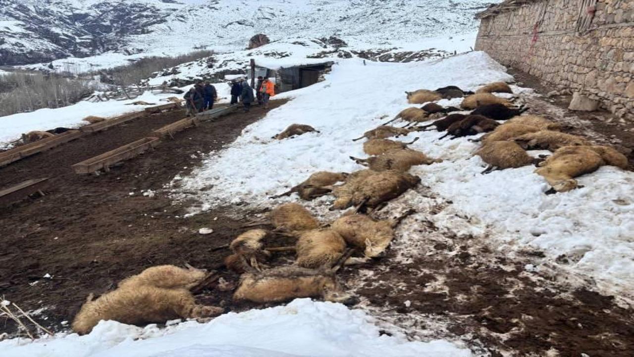 Erzincan'da kahreden manzara: Toplu halde telef oldular! Zehir şüphesi..