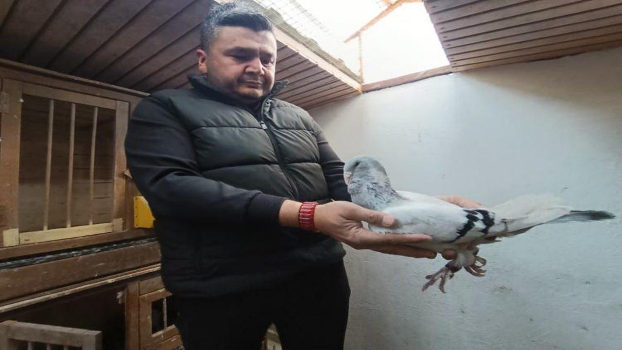 Güvercinler için memurluğu bıraktı! Otomobil fiyatına satıyor