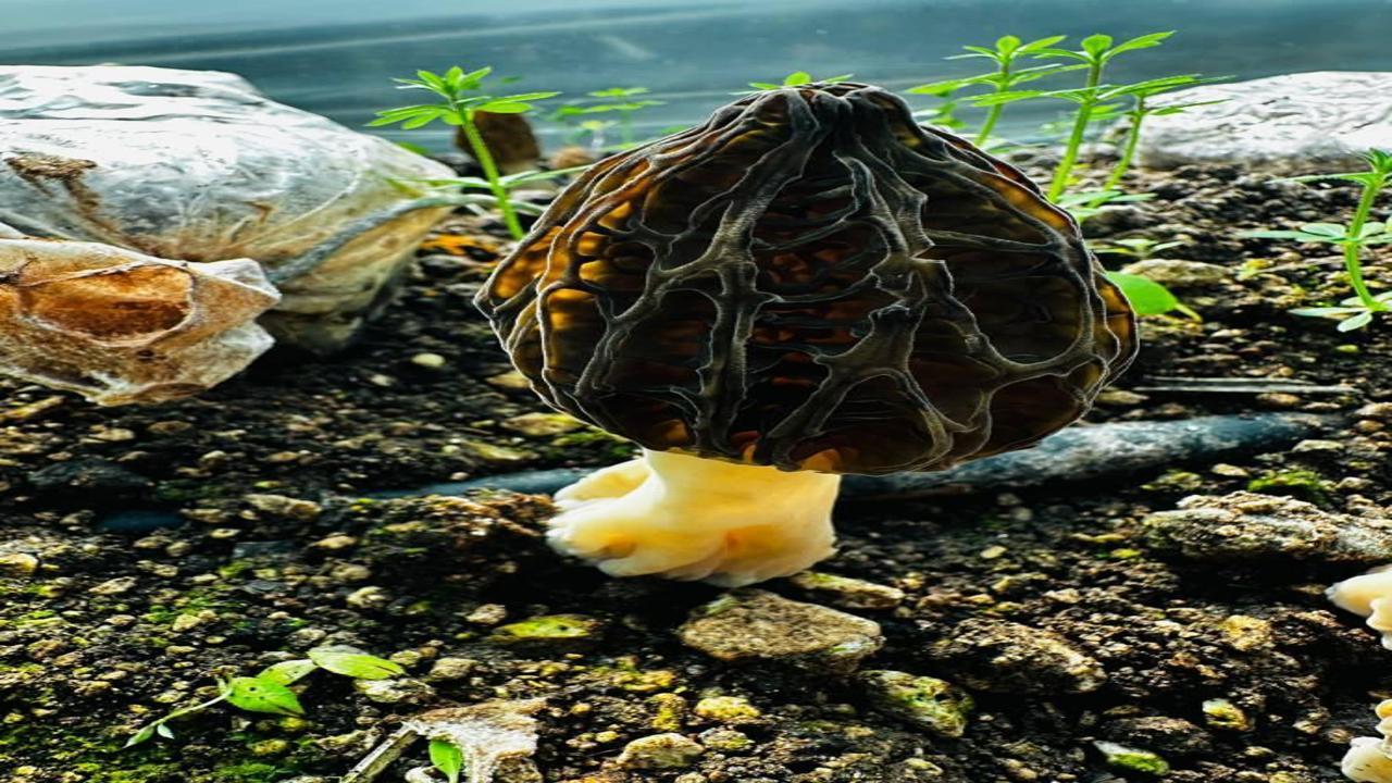 Fiyatı kırmızı eti fersah fersah solladı! Rakamı duyan şoke oldu