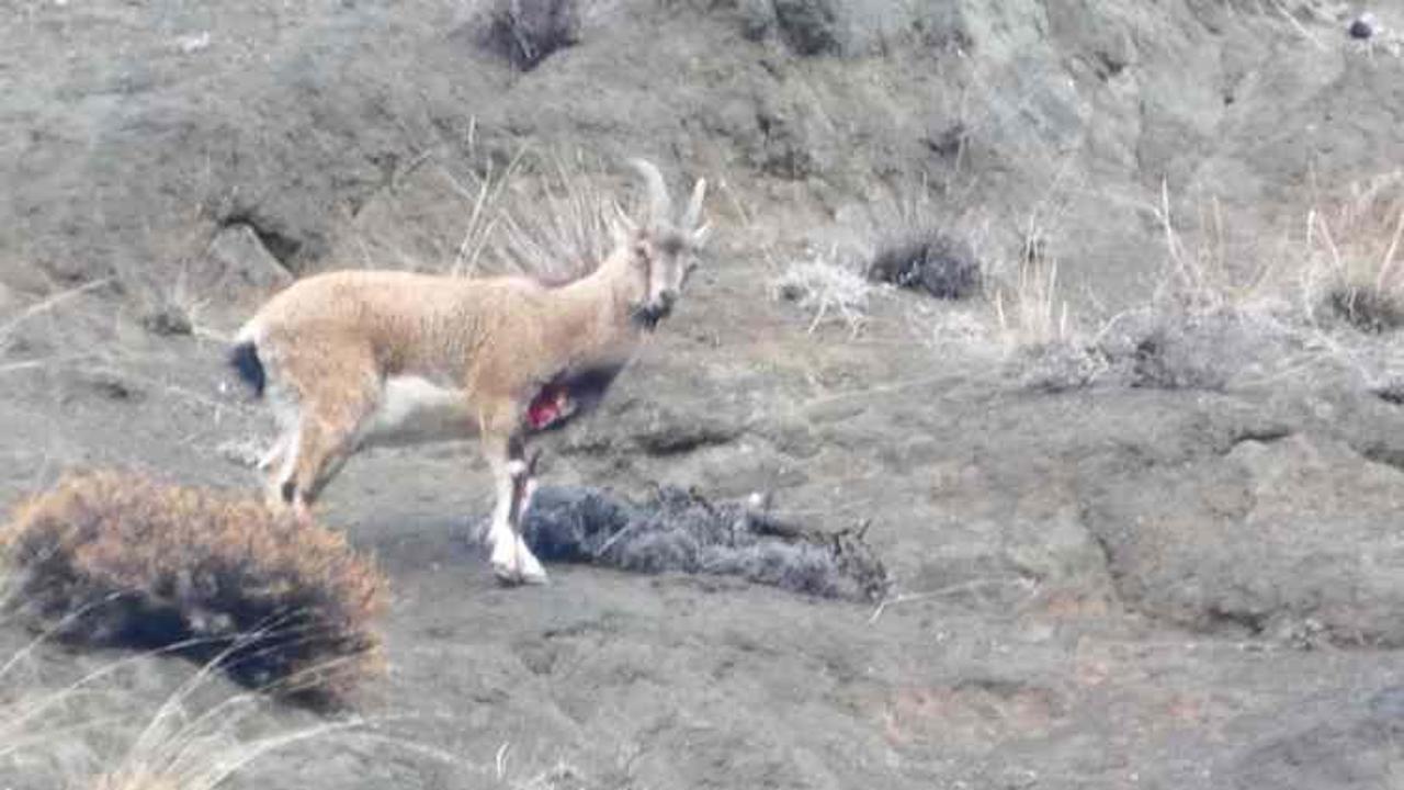 Erzurum'da yaralı halde görüntülendi! Öldürmenin cezası 940 bin TL