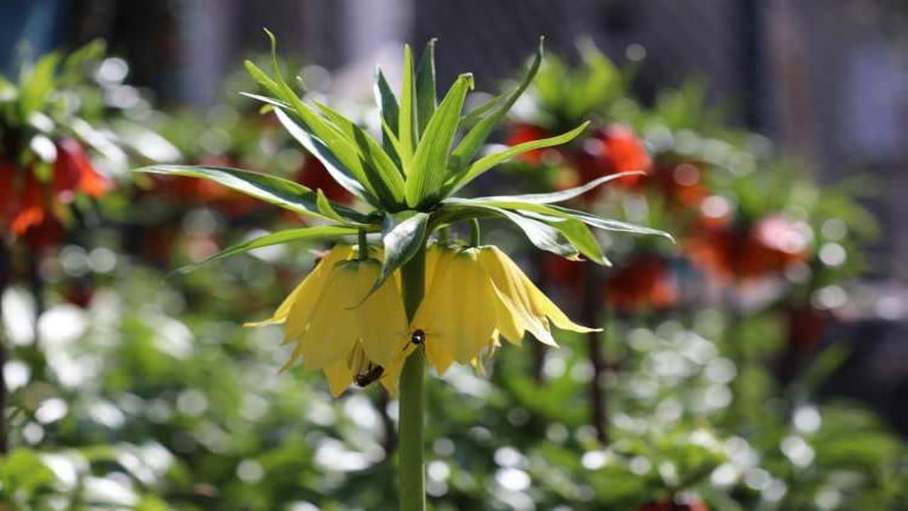 Cezayı duyan gerçekliğinden şüphe ediyor! İşte görüntüsüyle mest eden ters laleler