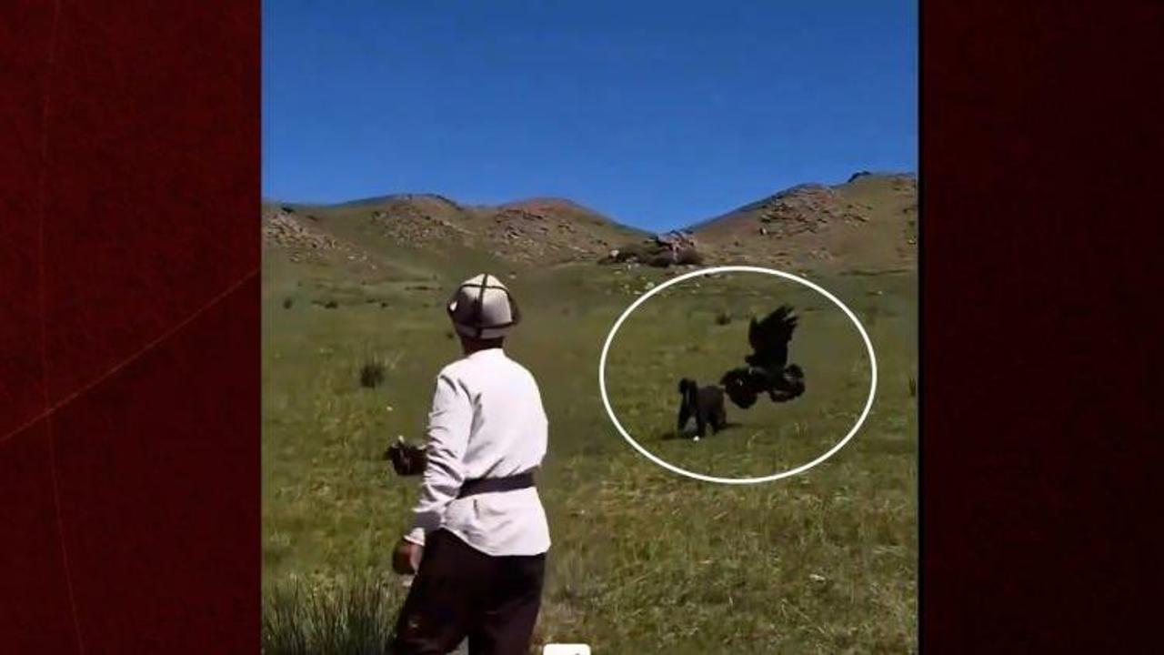 Hedefini şaşıran kaya kartalı köpeği avlamak istedi Hedefini şaşıran kaya kartalı köpeği avlamak istedi