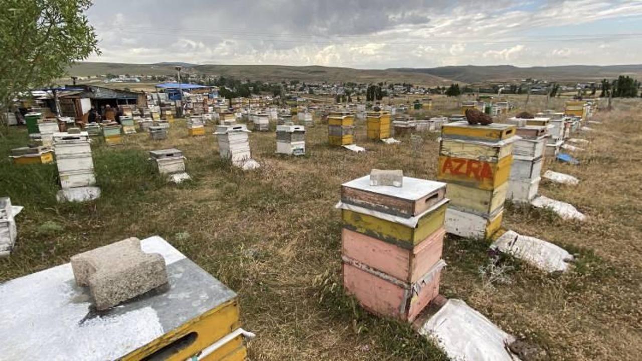 Arı kovanı üzerine dizilen taşlara kimse anlam veremedi! Üreticiden basit çözüm