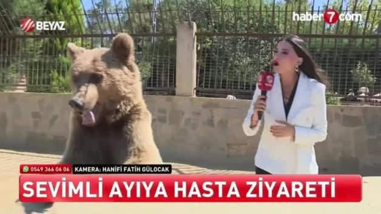 Ayı Okan muhabire saldırdı!