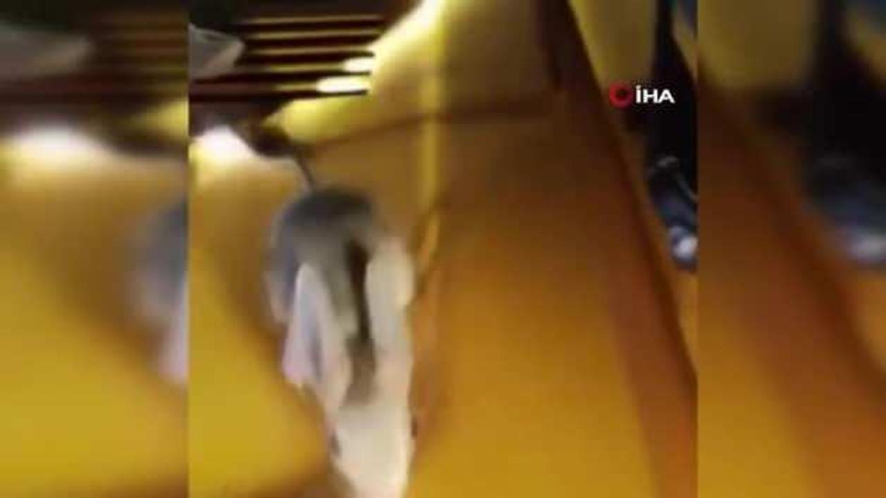 Elazığ'da nesli tükenmekte olan Arap tavşanı görüldü