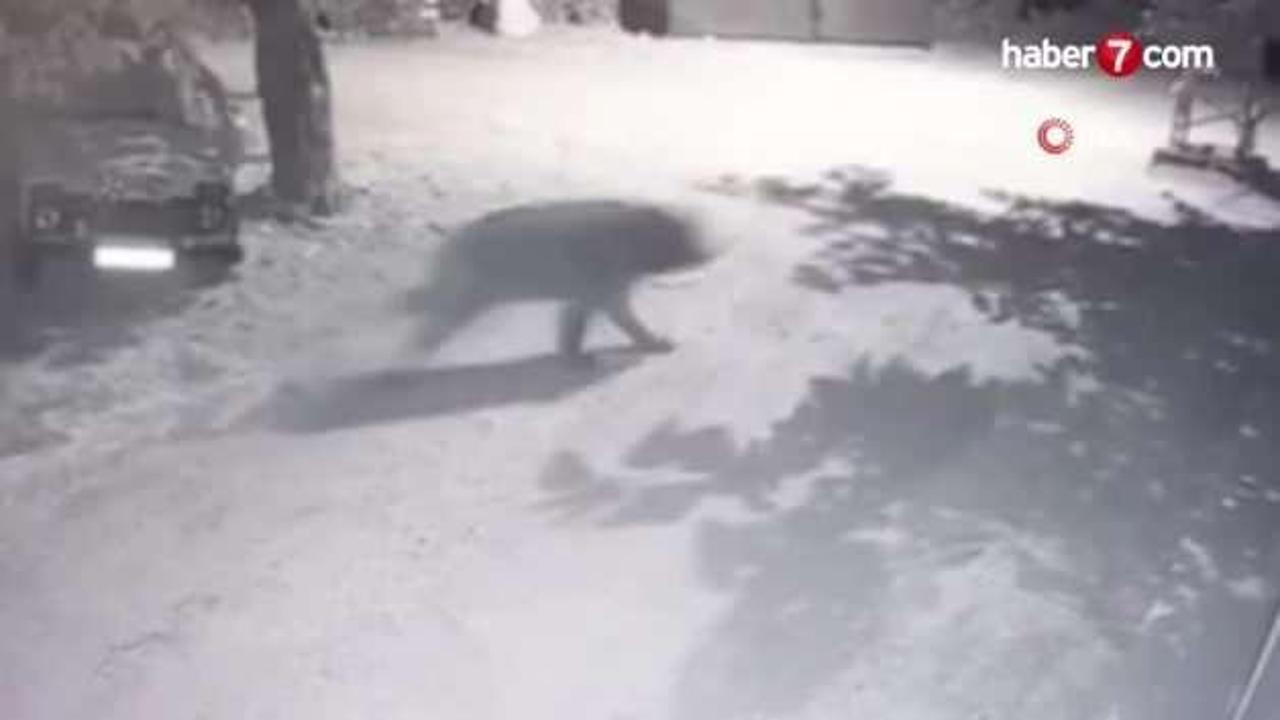 Erzincan'da garip kovalamaca: İki arkadaş fenerle ayının peşine düştü