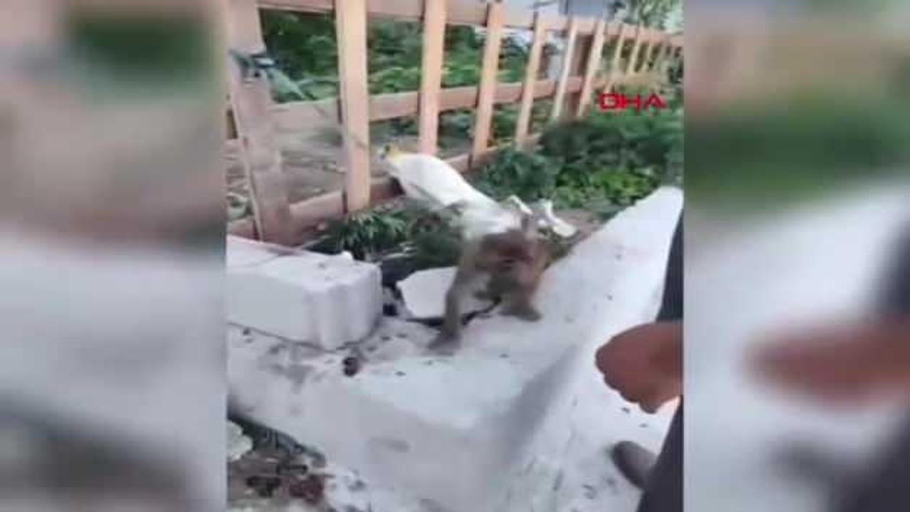 Sahibinin şiddet uyguladığı maymun koruma altına alındı