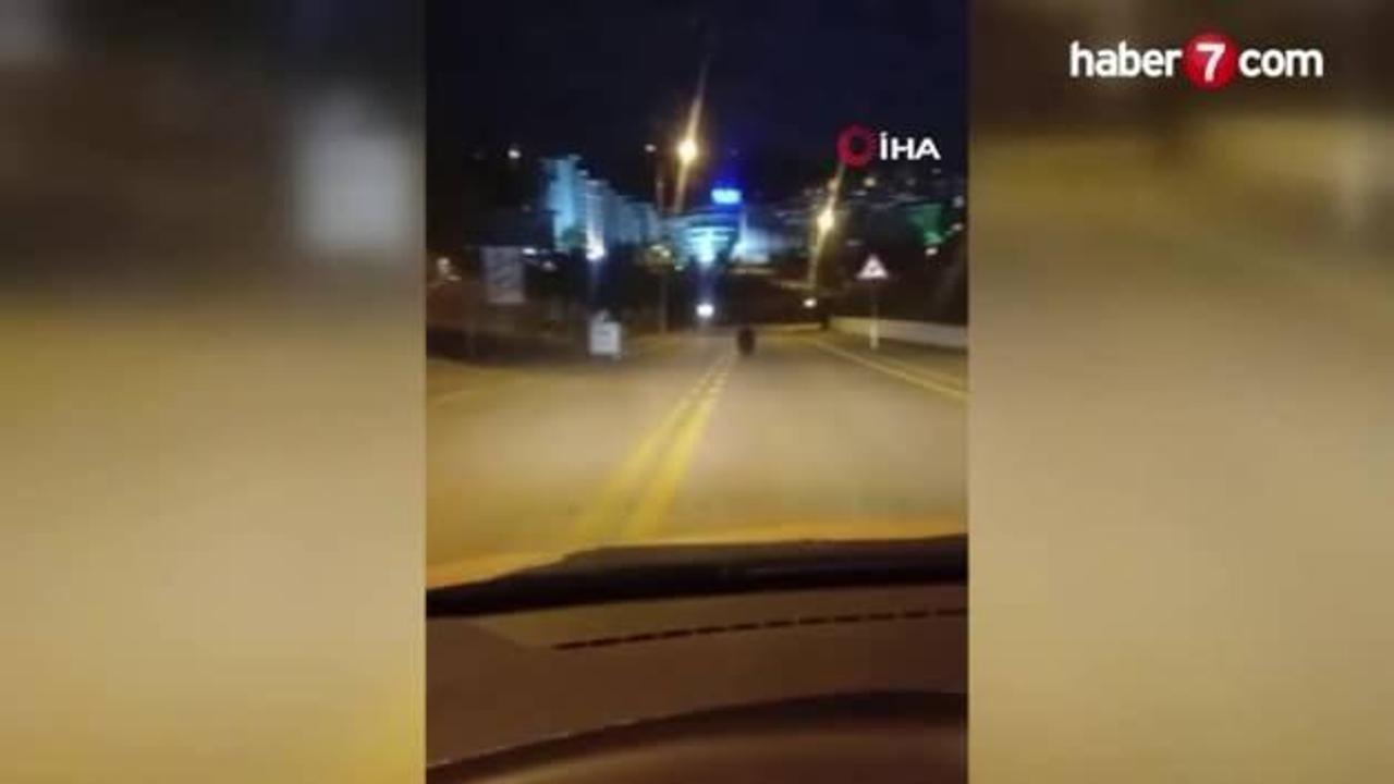 Ankara’da sokakta gezen ayı görüntülendi